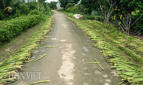 "Nuoi” luc binh, chuyen la doi nhung khong moi o mien Tay-Hinh-4