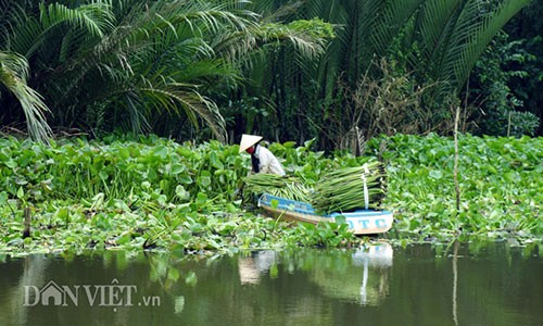 "Nuoi” luc binh, chuyen la doi nhung khong moi o mien Tay