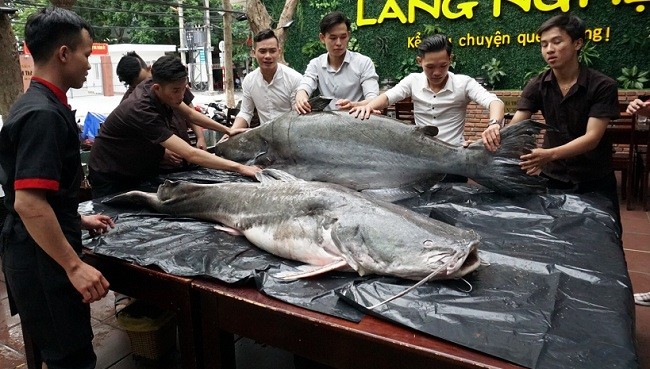 Mam co cung Ram thang 7 vai trieu, nhau "thuy quai” 200kg-Hinh-4