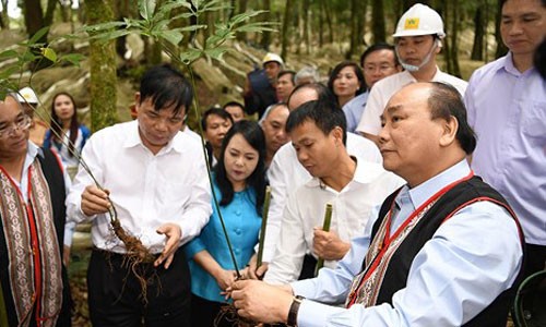 Thu tuong tham mo hinh san xuat sam Ngoc Linh quy mo lon tai Kon Tum