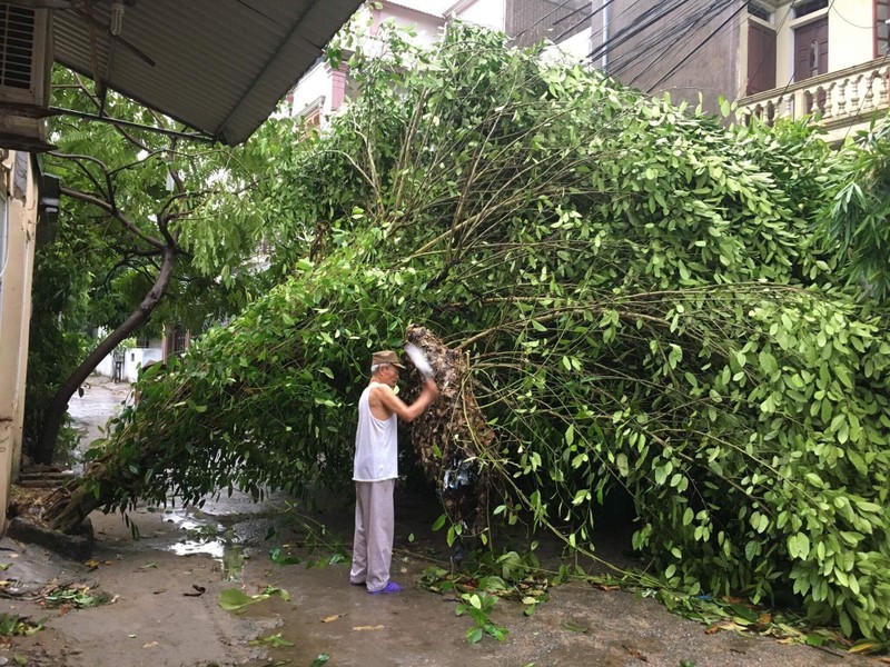 Thiet hai ban dau do bao so 2 tai Nghe An, Ha Tinh-Hinh-4