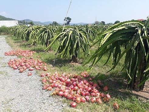 Nong dan 'thu phu' thanh long dieu dung khi gia con 500 dong/kg-Hinh-2