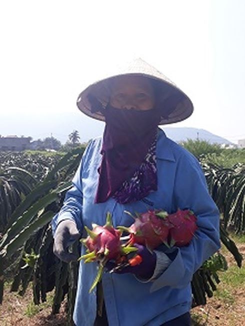 Nong dan 'thu phu' thanh long dieu dung khi gia con 500 dong/kg-Hinh-3