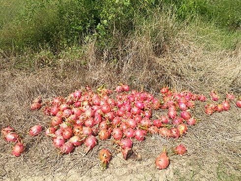 Nong dan 'thu phu' thanh long dieu dung khi gia con 500 dong/kg-Hinh-4