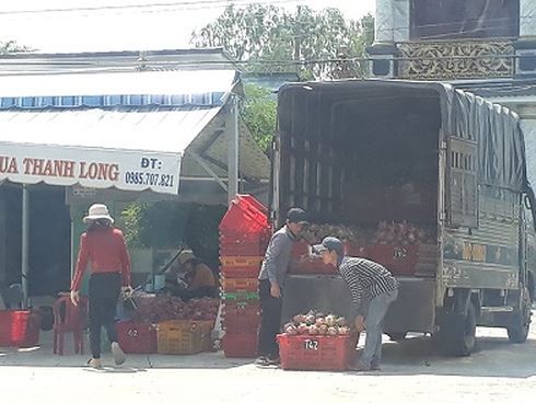 Nong dan 'thu phu' thanh long dieu dung khi gia con 500 dong/kg-Hinh-6