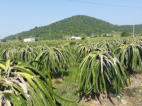 Nong dan 'thu phu' thanh long dieu dung khi gia con 500 dong/kg