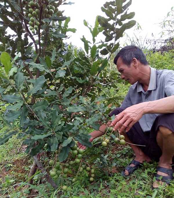 Lam giau khac nguoi: Chuyen ve “ong trum” cay “ty do” o xu Lang-Hinh-2