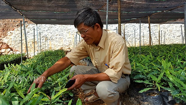 Lam giau khac nguoi: Chuyen ve “ong trum” cay “ty do” o xu Lang