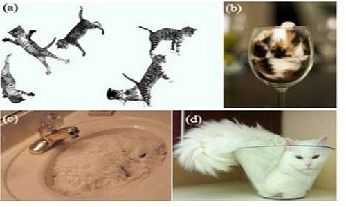 Loạt "phát minh" kỳ quái được trao giải IG Nobel 2017 Loat "phat minh" ky quai duoc trao giai IG Nobel 2017