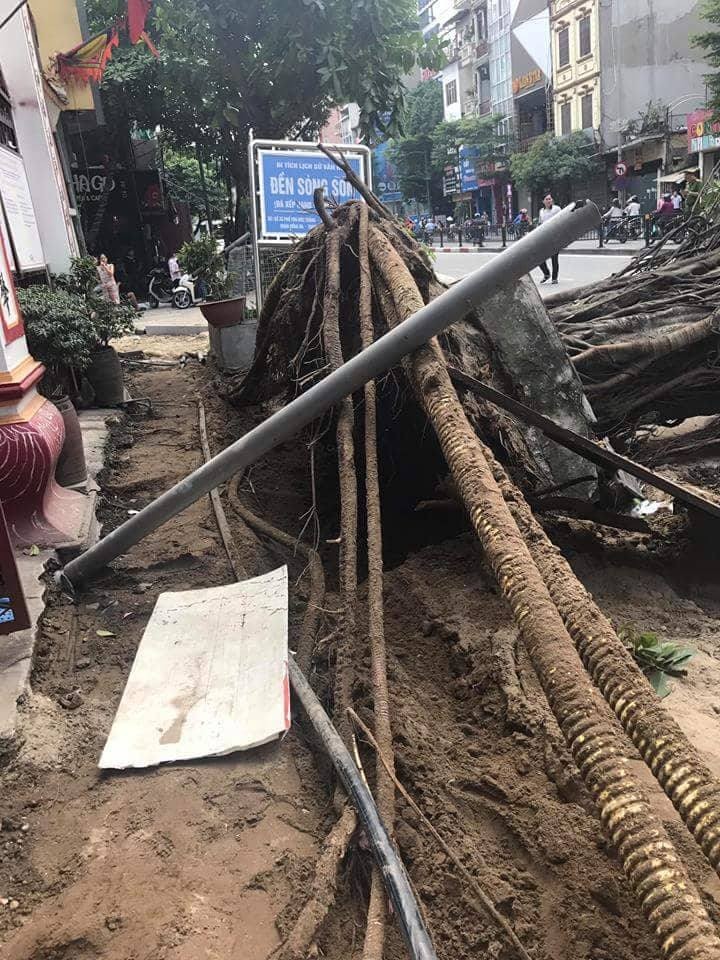 Ha Noi: Cay co thu bat goc, nguoi di duong hoang loan-Hinh-2