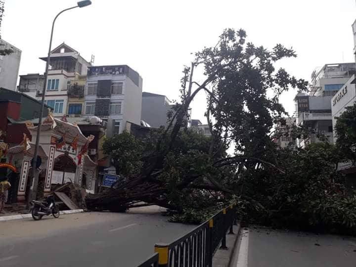 Ha Noi: Cay co thu bat goc, nguoi di duong hoang loan-Hinh-3