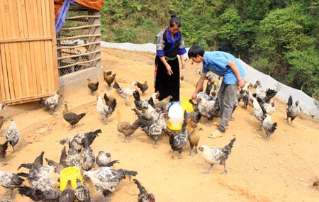 That nghiep ve nui nuoi ga den lai thanh trieu phu