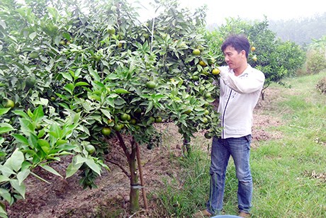 "Het hon" chieu trong rau sach doc di cua nong dan Viet-Hinh-11