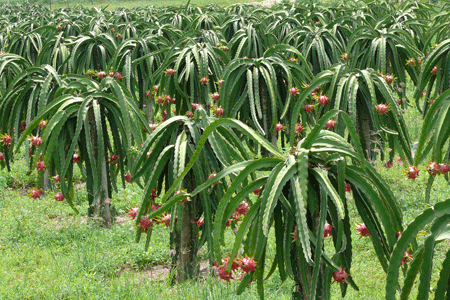 Nghe la lung: Nuoi doi lay phan ban gia cao-Hinh-2