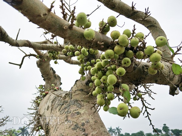 Sung kieng co thu cuc di gia tram trieu dep co nao?-Hinh-3