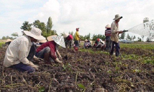 Khoai lang rot gia chua tung co, nong dan mien Tay dieu dung