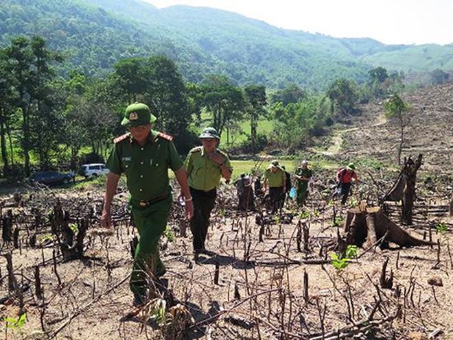 Thu tuong yeu cau dieu tra vu pha rung quy mo lon o Binh Dinh