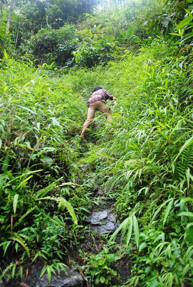 Di nhan song trong hang da nhu nguoi rung, trong cay thuoc quy