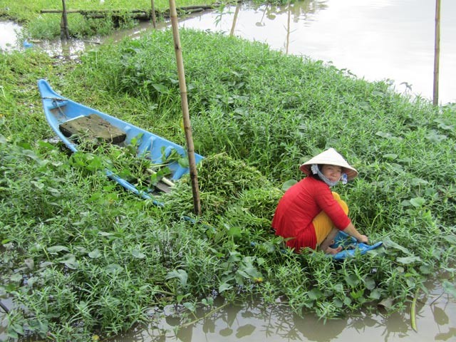 Cam coc treo "khoi khoi" rau dai ma ca xa cha ngai thieu tien tieu