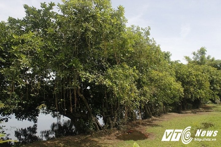 Bon goc loc vung tram tuoi: Tra chuc ty ca lang quyet khong ban-Hinh-3