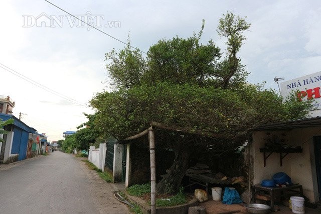 Bon goc loc vung tram tuoi: Tra chuc ty ca lang quyet khong ban