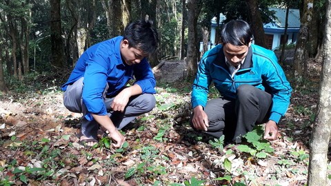 Sam Ngoc Linh: Cay giup vung can cu cach mang thoat ngheo