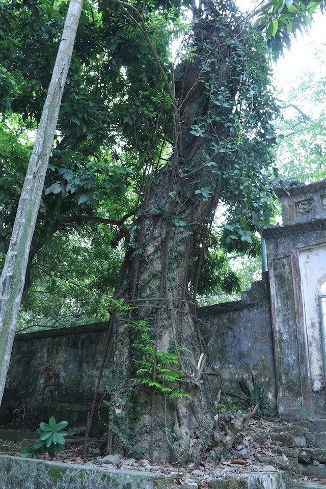 Chuyen ly ky cay sua tram ty mac ao giap sat o Ha Noi-Hinh-2