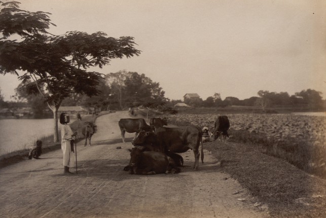 La lung canh voi xuat hien tren duong pho Ha noi xua