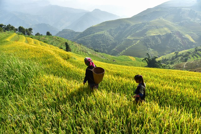 Ve dep sieu thuc cua Mu Cang Chai qua ong kinh quoc te-Hinh-2