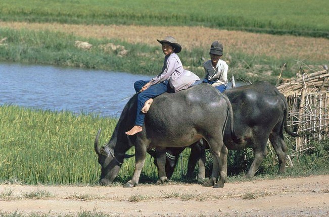 Nhung khoanh khac sinh dong ve cuoc song o Quang Nam nam 1991, 1992-Hinh-7