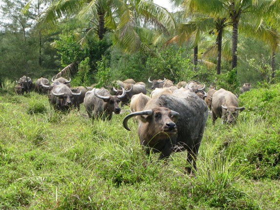 Doi binh trau co mot khong hai trong lich su Viet-Hinh-6