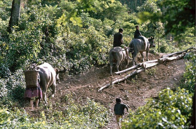 Anh dep ve nhung chu trau o Viet Nam nam 1992-Hinh-10