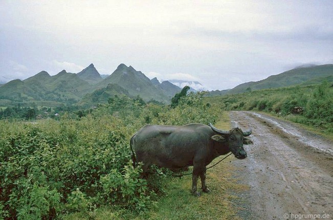 Anh dep ve nhung chu trau o Viet Nam nam 1992-Hinh-11