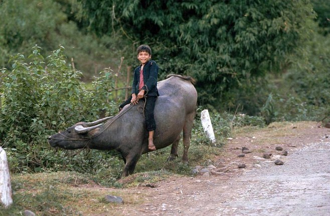 Anh dep ve nhung chu trau o Viet Nam nam 1992-Hinh-2