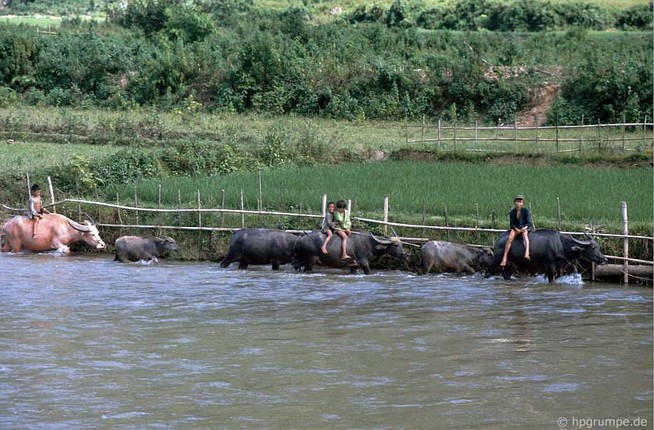 Anh dep ve nhung chu trau o Viet Nam nam 1992-Hinh-3