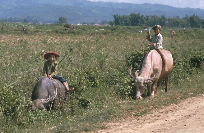 Anh dep ve nhung chu trau o Viet Nam nam 1992-Hinh-4