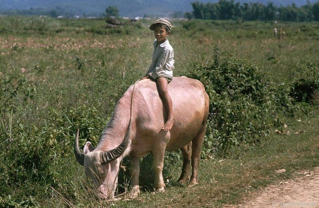 Anh dep ve nhung chu trau o Viet Nam nam 1992-Hinh-5