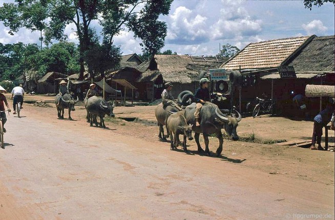 Anh dep ve nhung chu trau o Viet Nam nam 1992-Hinh-6