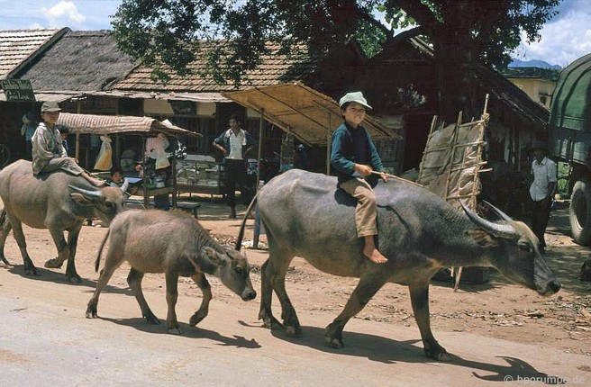 Anh dep ve nhung chu trau o Viet Nam nam 1992-Hinh-7