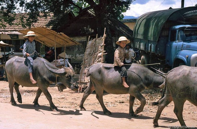 Anh dep ve nhung chu trau o Viet Nam nam 1992-Hinh-8