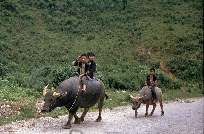 Anh dep ve nhung chu trau o Viet Nam nam 1992