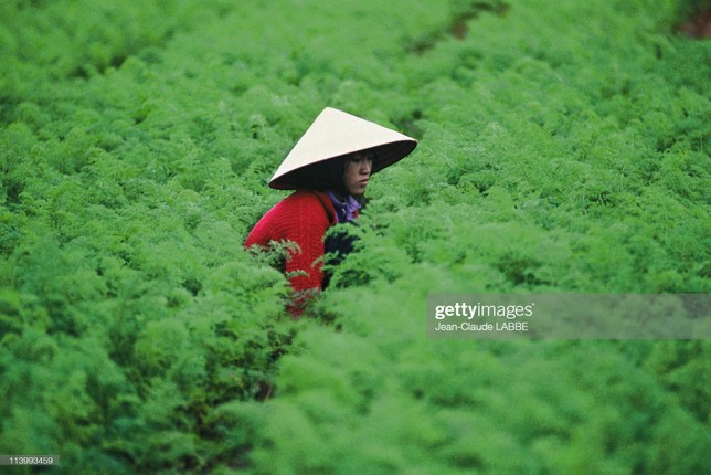 Thanh pho suong mu Da Lat nam 1994 trong nhu the nao?-Hinh-4