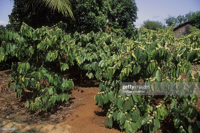 Ngam thu phu cua Tay Nguyen nam 1992-Hinh-6