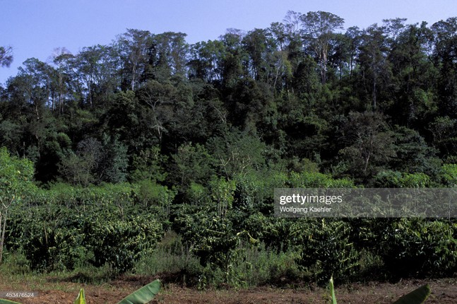 Ngam thu phu cua Tay Nguyen nam 1992-Hinh-7