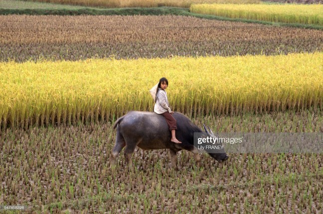 Chum anh dong que mien Bac thanh binh nam 1987-Hinh-2