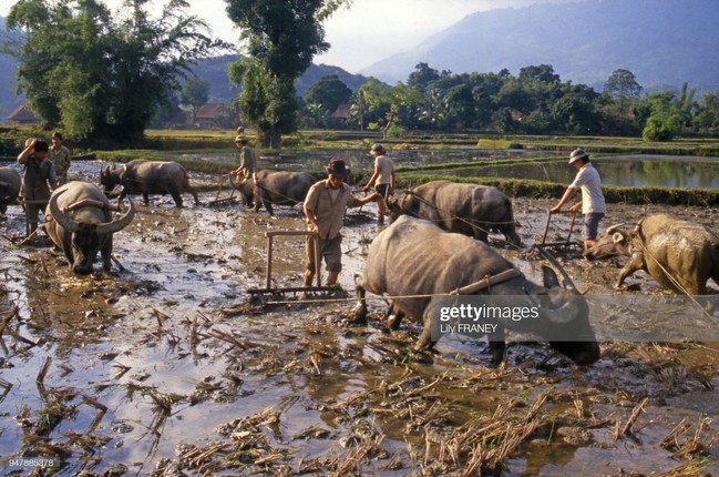 Chum anh dong que mien Bac thanh binh nam 1987-Hinh-3