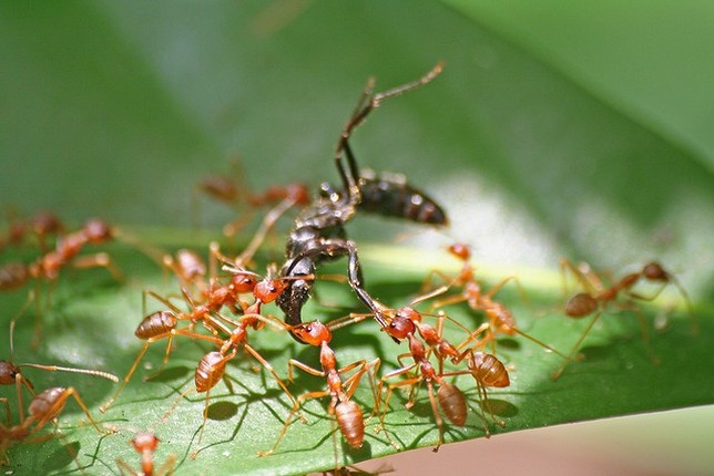 12 loai san moi khet tieng trong the gioi con trung