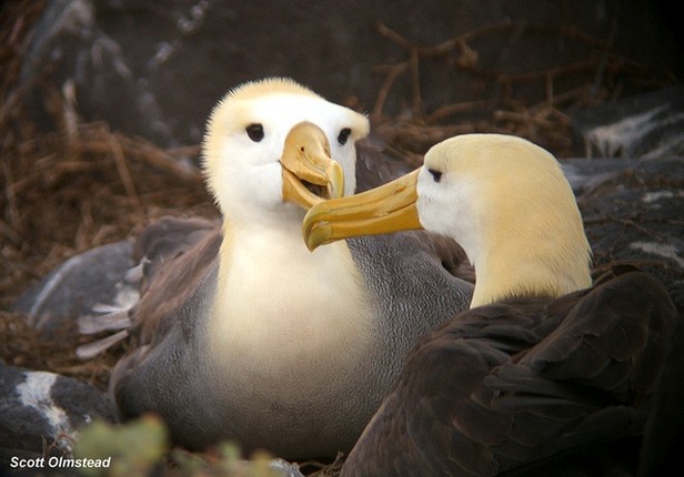 Top 10 loai dong vat ky la o quan dao Galapagos-Hinh-6