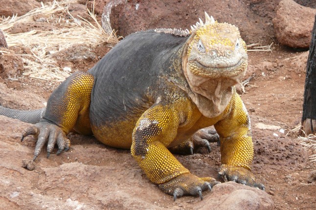 Top 10 loai dong vat ky la o quan dao Galapagos-Hinh-7