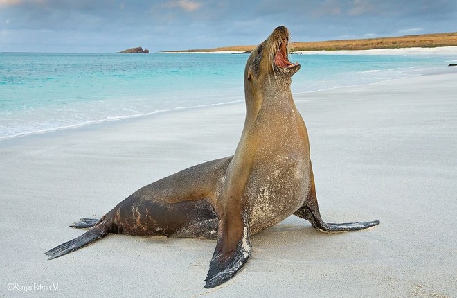 Top 10 loai dong vat ky la o quan dao Galapagos-Hinh-8